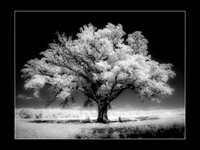 Bur Oak IR #1